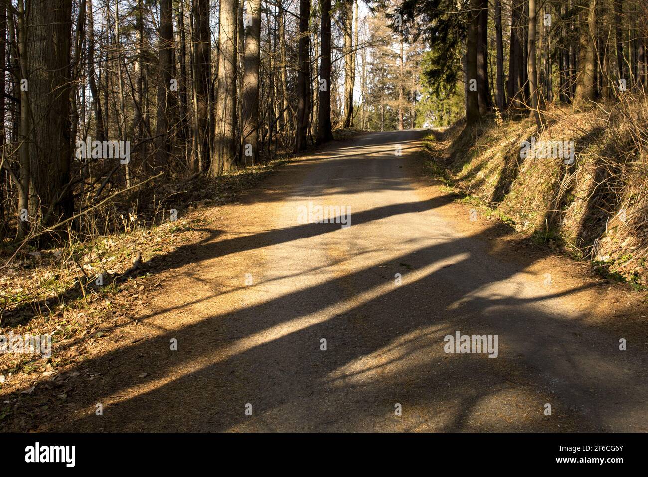 Landstraße in den Wald Stockfoto