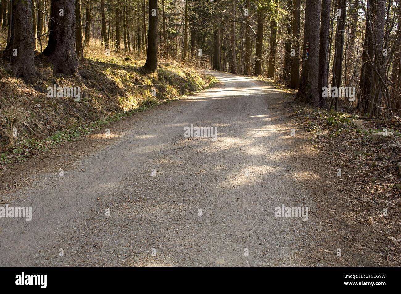 Landstraße in den Wald Stockfoto