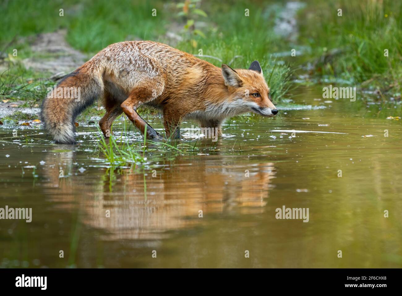 Rotfuchs schleicht sich in der sommerlichen Natur im Sumpf herum Stockfoto