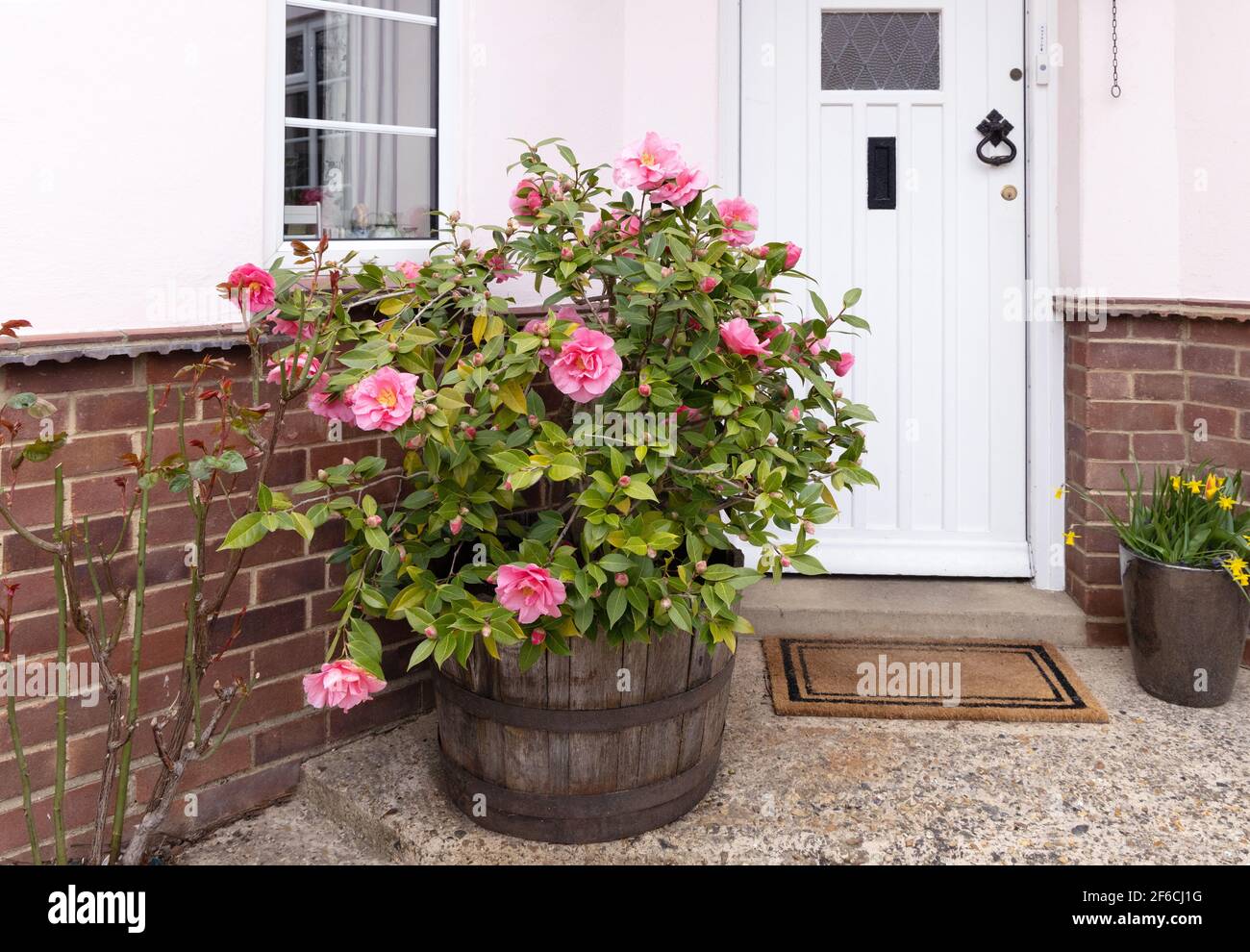 Camellia UK; EINE rosa blühende Camellia Japonica, japanische Camellia oder gewöhnliche Camellia, die in einer Wanne vor der Haustür eines Hauses wächst, Großbritannien Stockfoto
