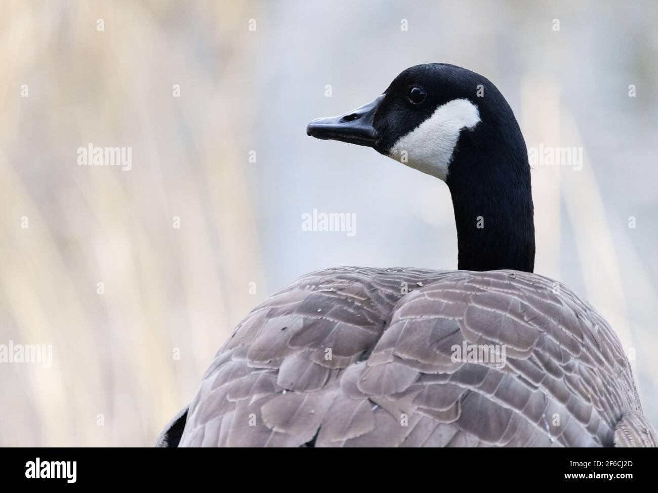 Canada Goose UK; Branta canadensis; Nahaufnahme von Kopf und Hals, Lackford Lakes, Suffolk UK Stockfoto