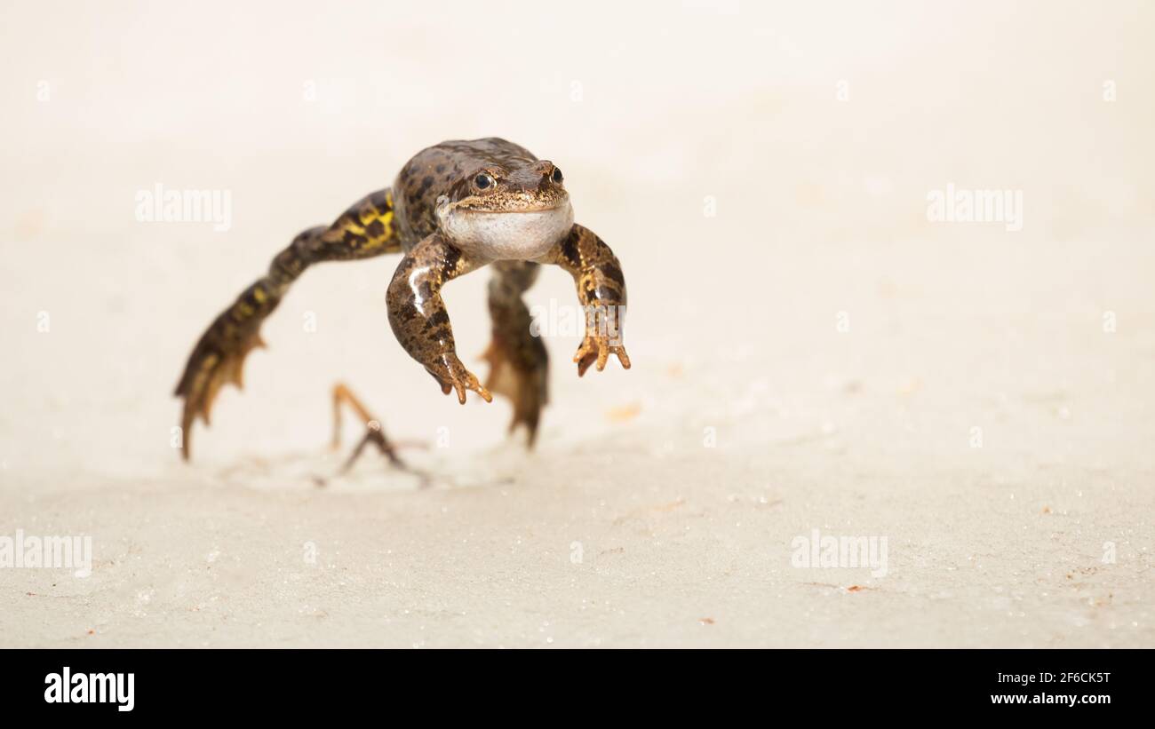 Gewöhnlicher Frosch, der während des Frühjahrszuges nach vorne auf Schnee springt Stockfoto