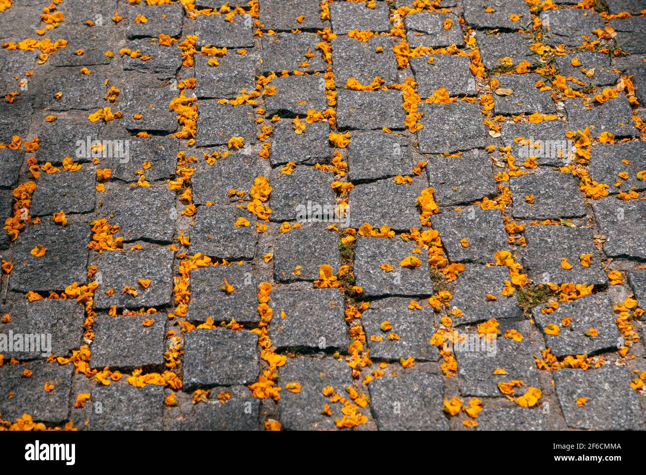 Pflastersteine mit gelben Blüten verspankelt. Frühlingsblumen auf der Straße Stockfoto