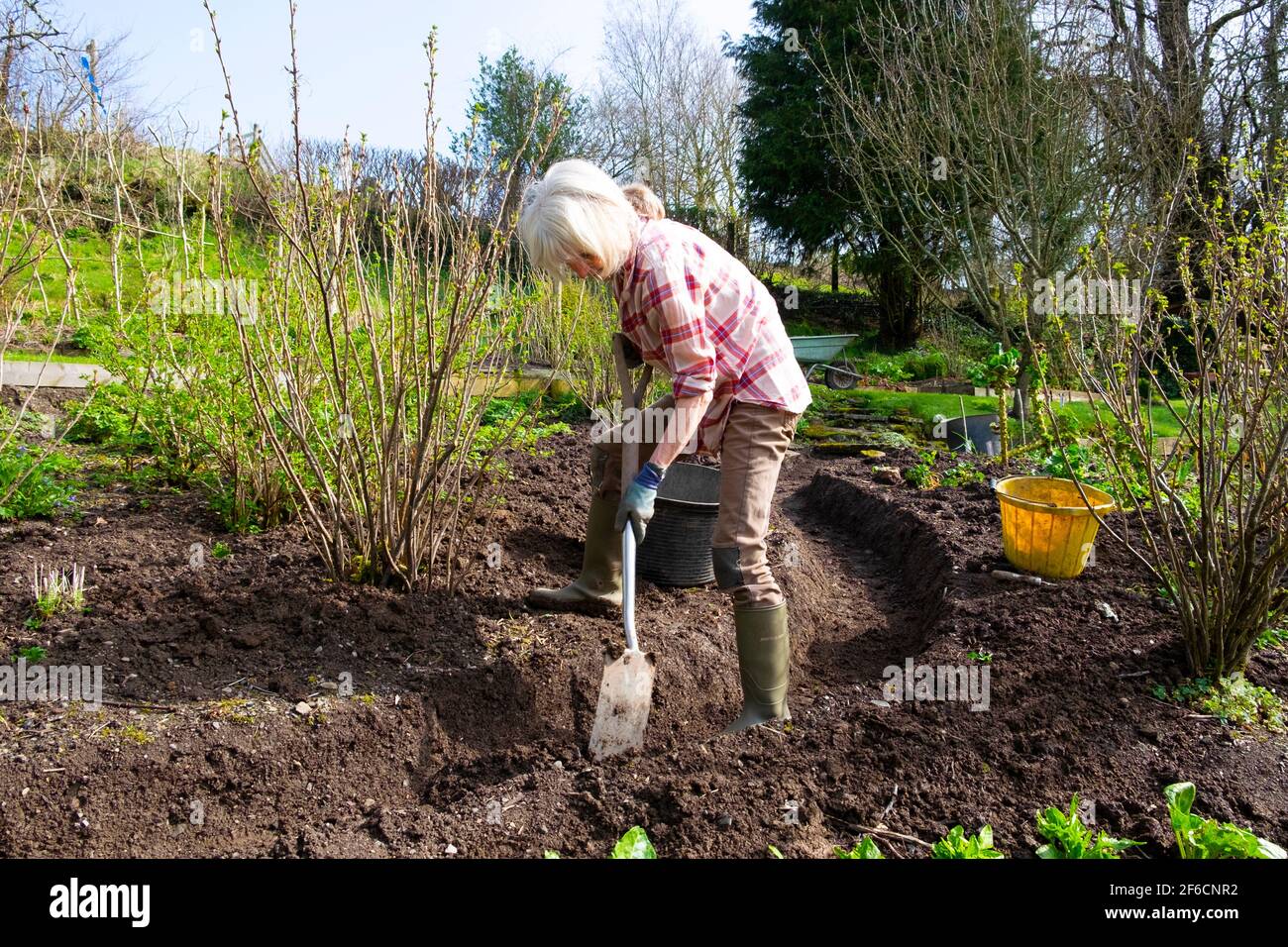 Ältere Frau gräbt Pfad mit einem Spaten durch den Boden hinein Ihr Landgarten mit schwarzen Johannisbeerbüschen wächst im März Sonnenschein WALES GROSSBRITANNIEN KATHY DEWITT Stockfoto