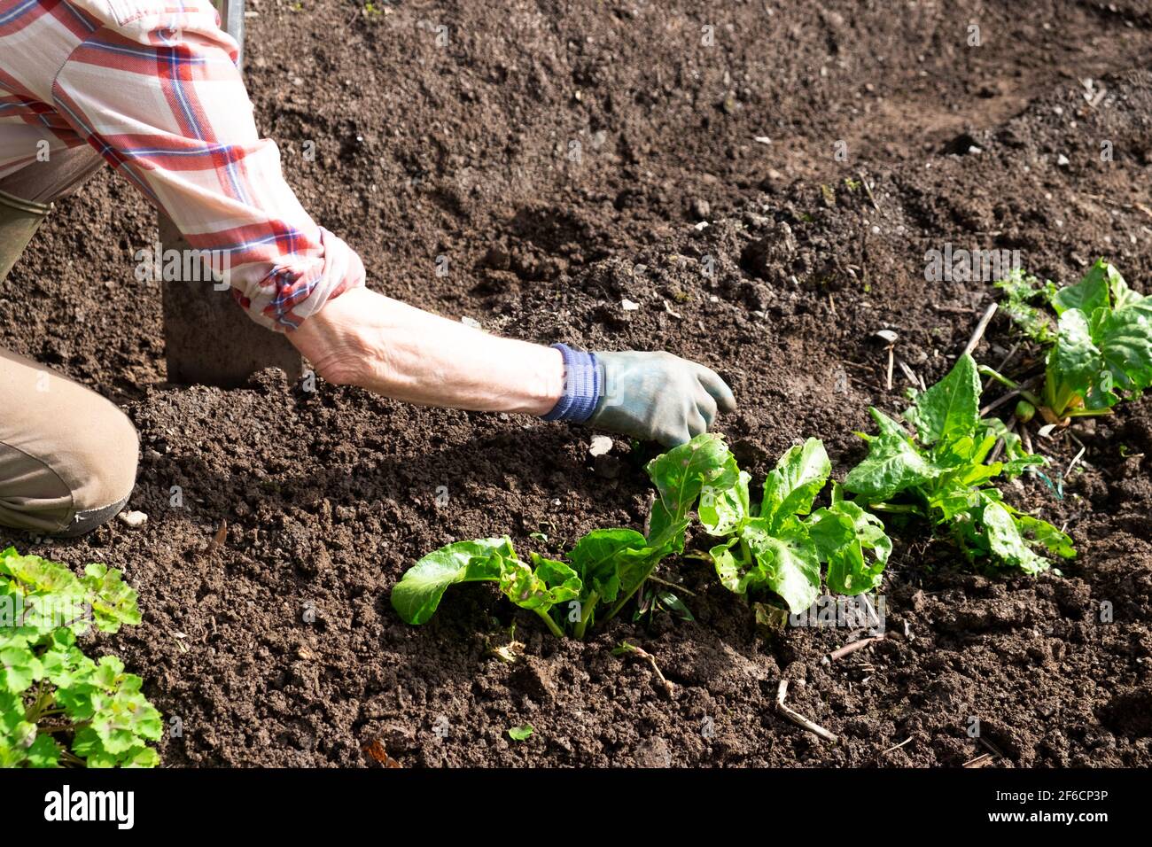 Ältere Frau Arm Hand in Gartenhandschuh Jäten Salat Spinat Pflanzen auf frisch gegrabenen Gartenböden im Frühjahr Carmarthenshire Wales UK KATHY DEWITT Stockfoto