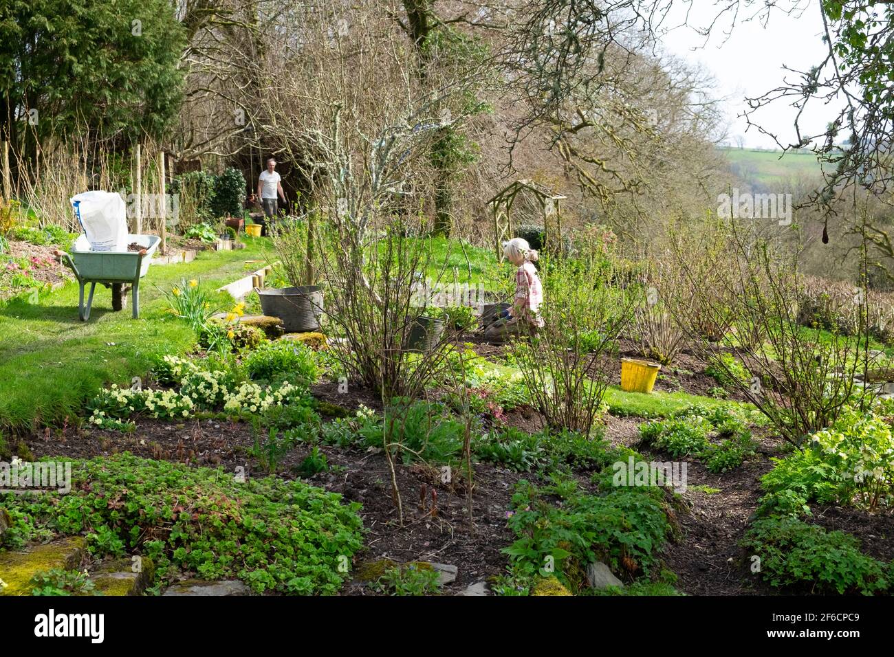 Ältere Paar Mann Frau Menschen in Obst-und Gemüsegarten Gartenarbeit im Frühjahr März Jäten Vorbereitung Betten für die Pflanzung Wales UK KATHY DEWITT Stockfoto