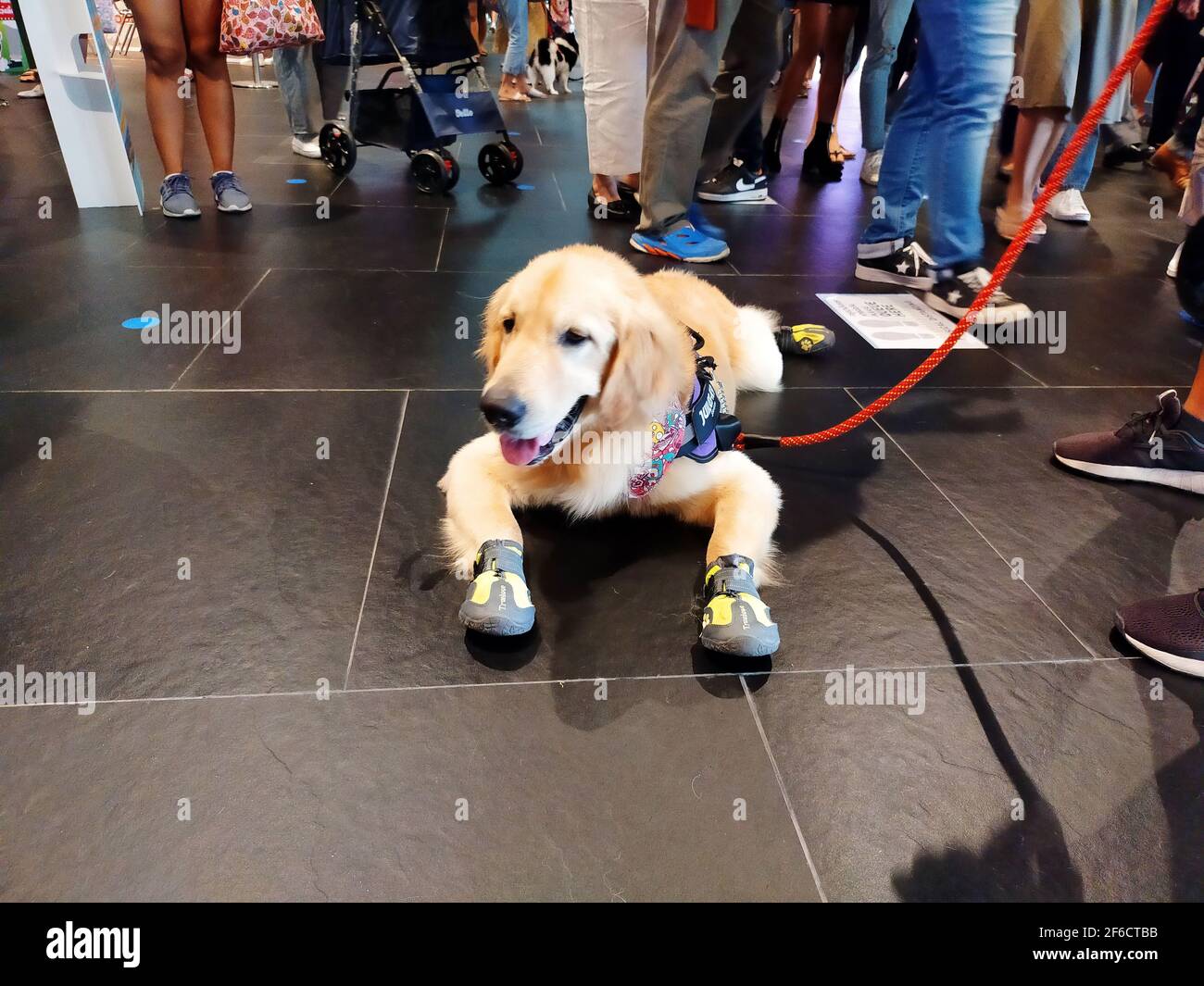 Hellbrauner Hund legt sich auf dunkelbraunen Boden Stockfoto