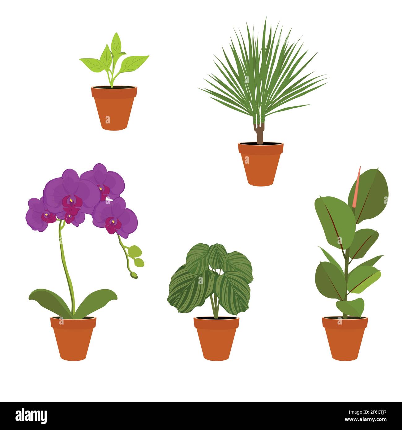 Verschiedene Topfpflanzen Zimmerpflanzen. Garten Topfpflanzen. Vektor Topfpflanzen. Blumentopf bloom Stock Vektor