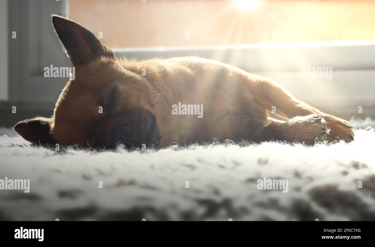 Chihuahua schläft auf einem Teppich und genießt die Sonnenstrahlen. In Innenräumen. Stockfoto