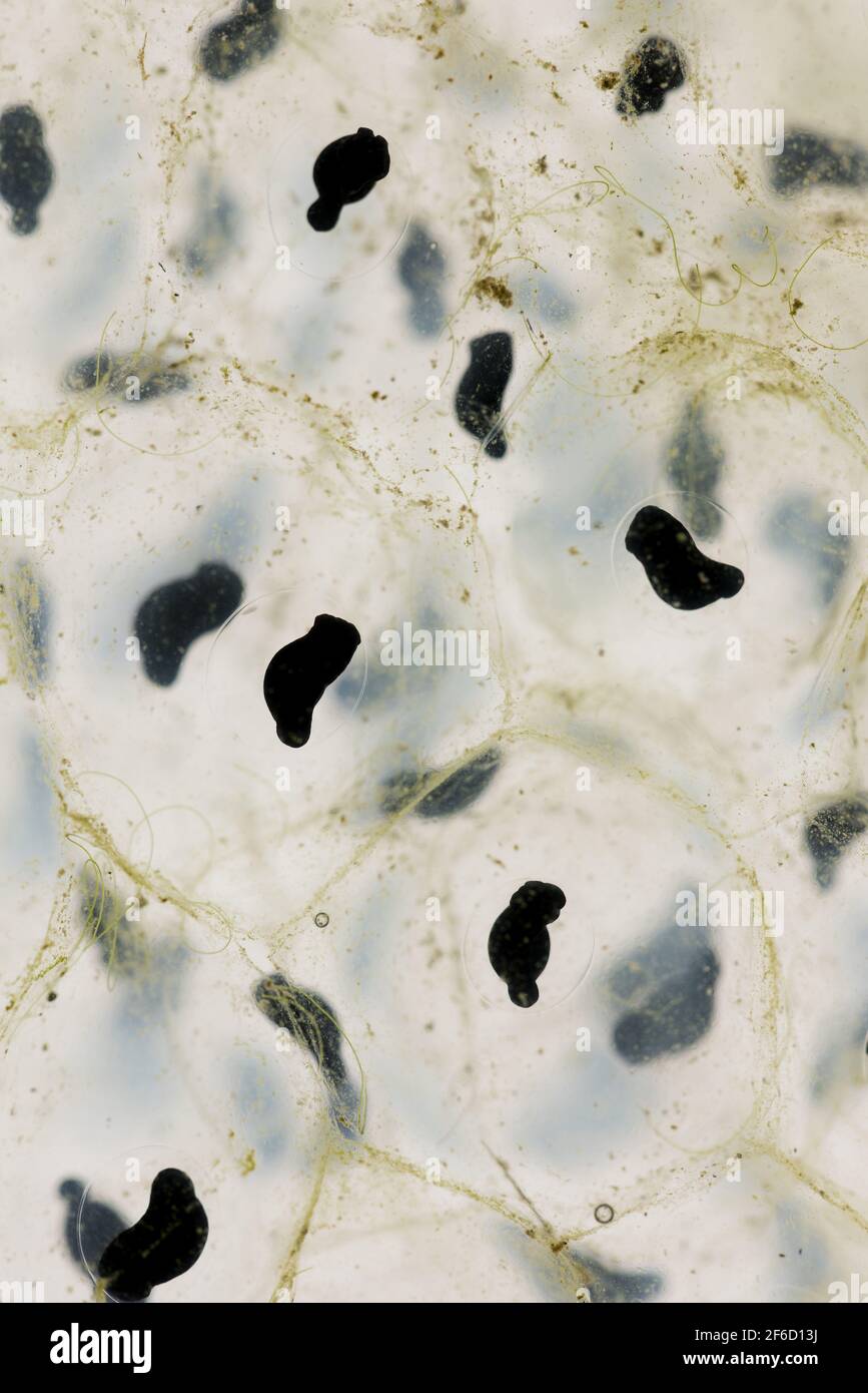 Gastrula -Fotos und -Bildmaterial in hoher Auflösung – Alamy
