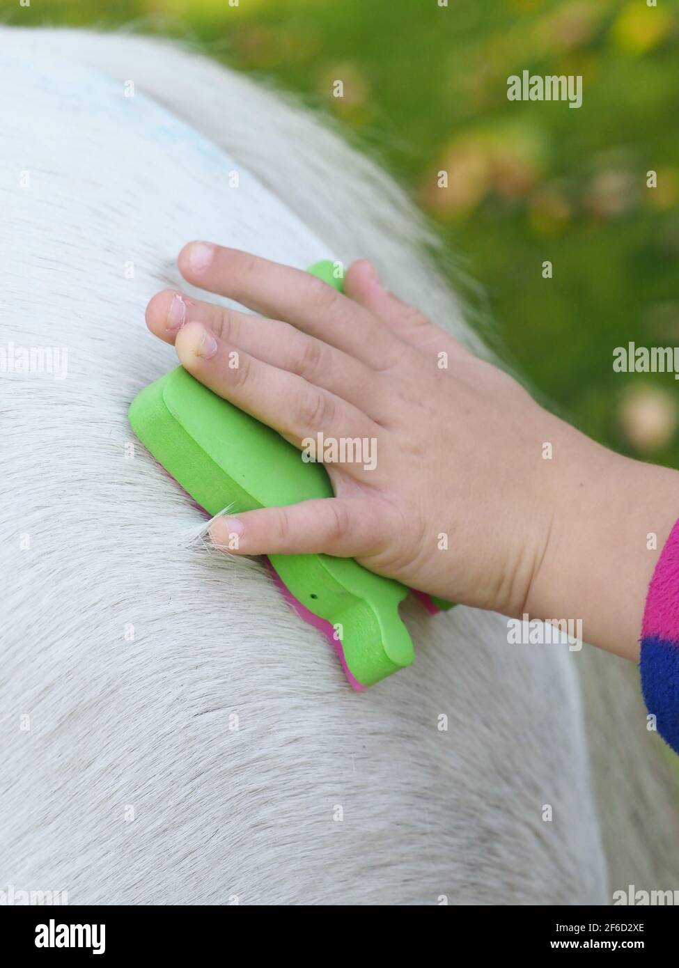 Nahaufnahme von Kindern, die ein Pony mit tierfreundlicher Farbe und Kreide dekorieren. Stockfoto