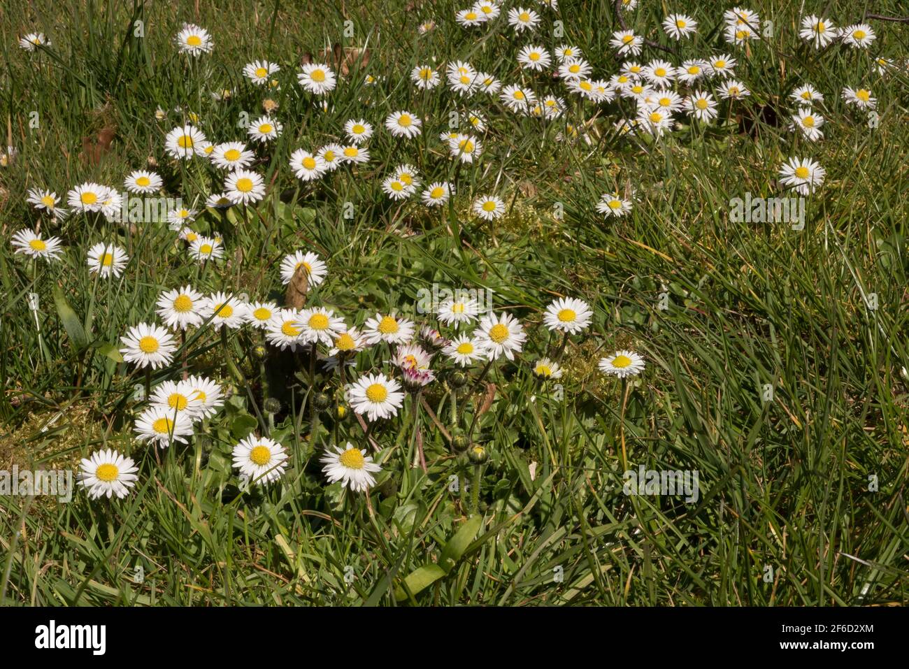 Kurze kriechende Rhizome von Gänseblümchen Bellis perennis und Rosetten Von Blättern runden Blumen sorgen dafür, dass es erfolgreich besiedelt Rasen und Kurzes Gras Stockfoto