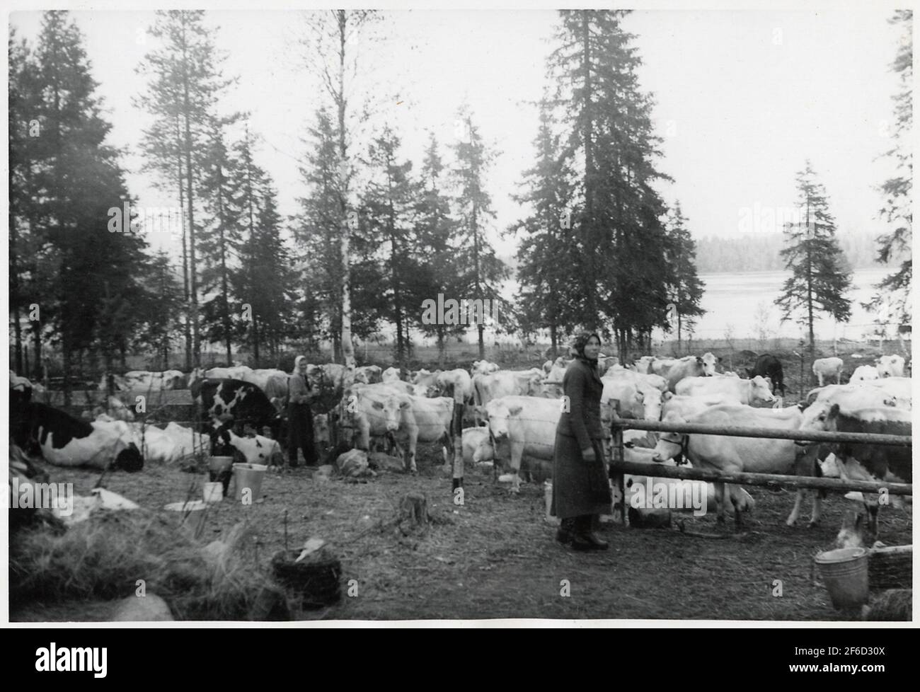 Finnische Flüchtlinge in Haparanda, Herbst 1944. Frauen mit Rindern. Stockfoto