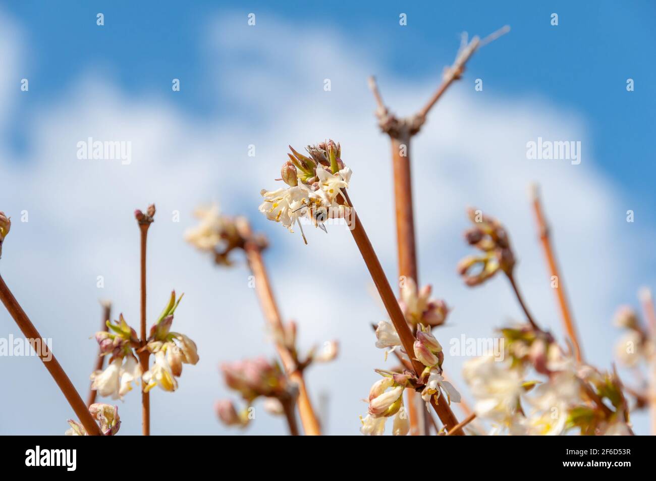 Honigbiene sammelt Pollen aus einer Blume. Bienenzucht auf einer Frühlingsblüte. Honigbiene sammelt Nektar. Stockfoto