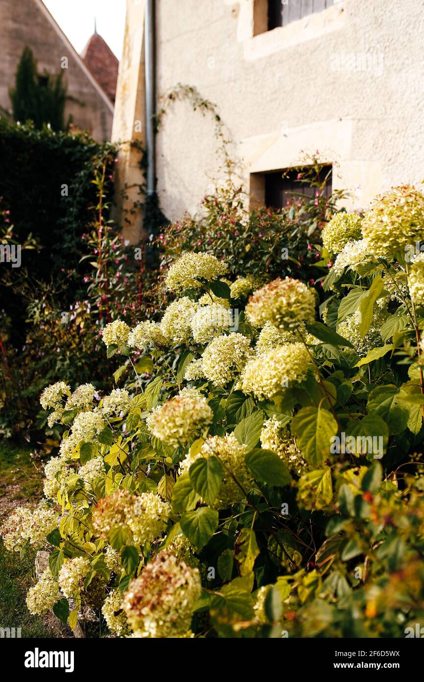 Gefallene weiße Hortensien Blütenköpfe im Herbst in der Nähe des alten Hauses. Hochwertige Fotos Stockfoto