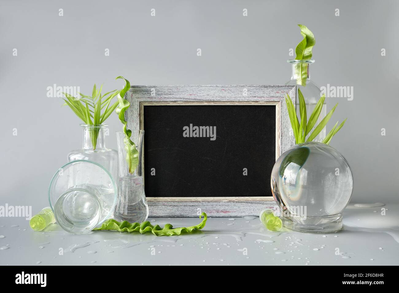 Natürliches grünes Labor. Textraum, Copy-Space Tafel, Kreidetafel. Exotische grüne Blätter in transparenten Glasflaschen, Fläschchen, Petrischalen Stockfoto