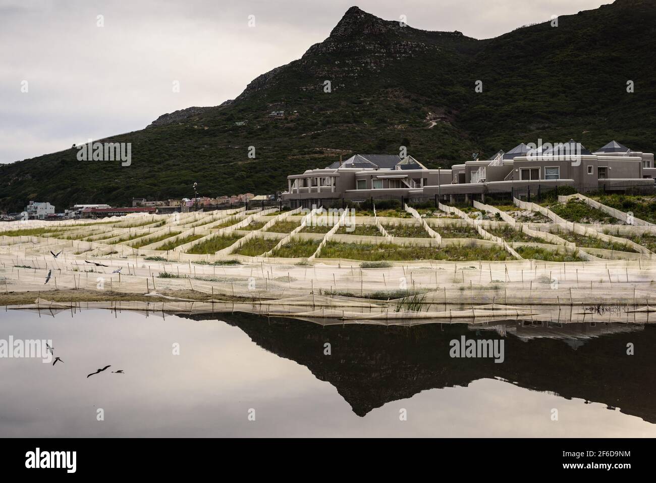 Sanddünenrehabilitation in Hout Bay, in der Nähe von Kapstadt, Südafrika Stockfoto