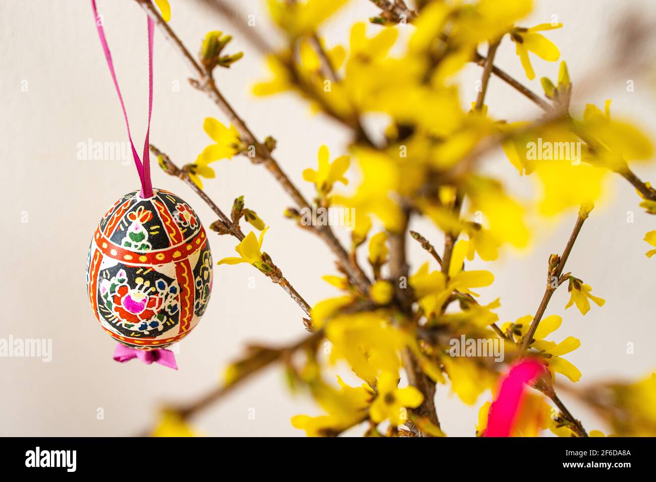 Die Anordnung der traditionell dekorierten „Blatnice“-Ostereier von Marie Cihakova und der blühenden Forsythia, Brno, Tschechische Republik, am 30. März 2021. (C Stockfoto