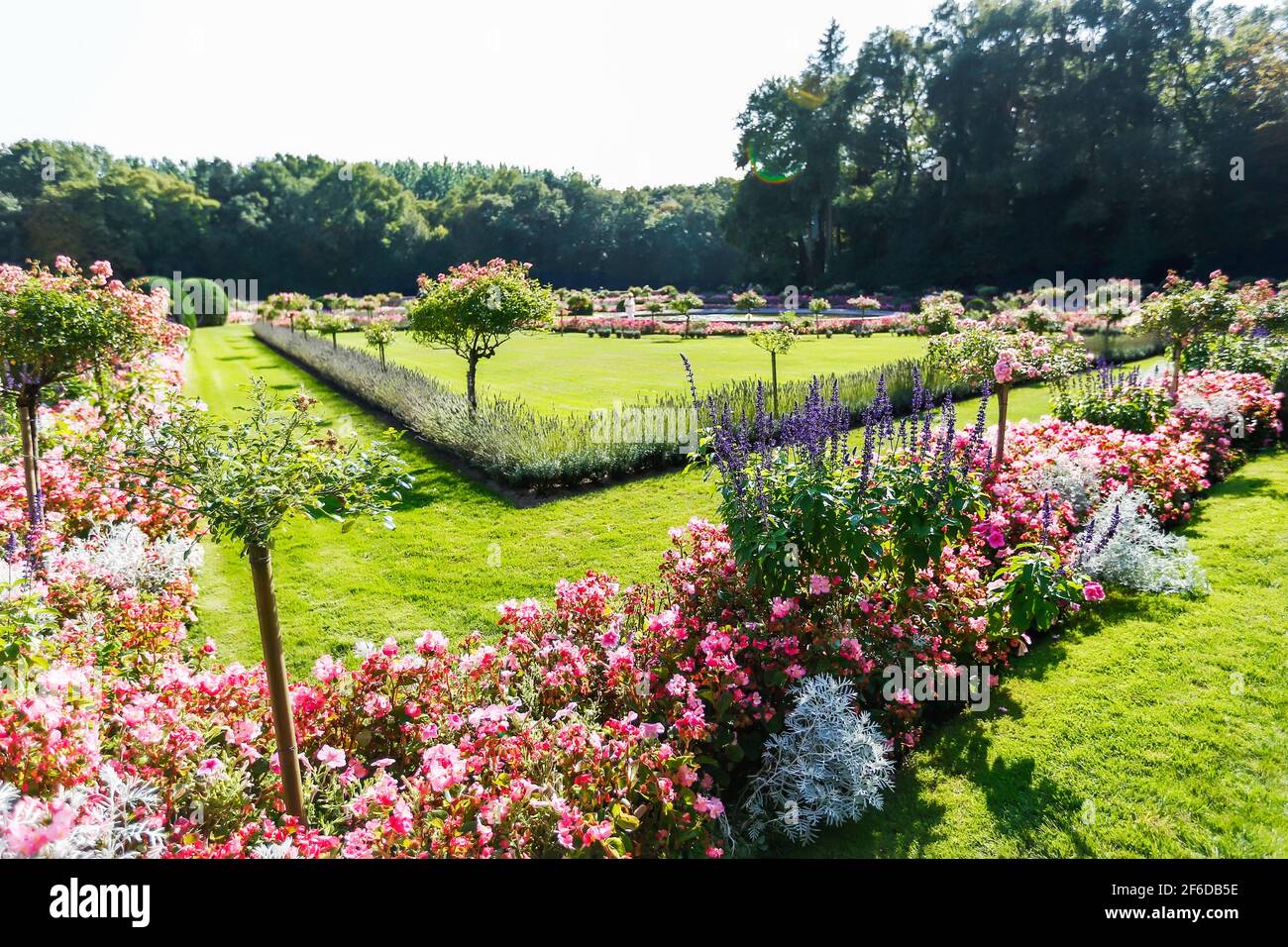 Ein schöner, vielfarbiger Blumengarten. Figuren aus Blumen. Hochwertige Fotos Stockfoto