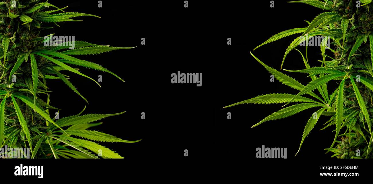 Marihuana Pflanzen Hintergrund auf den Seiten in schwarz mit Kopie Platz Stockfoto