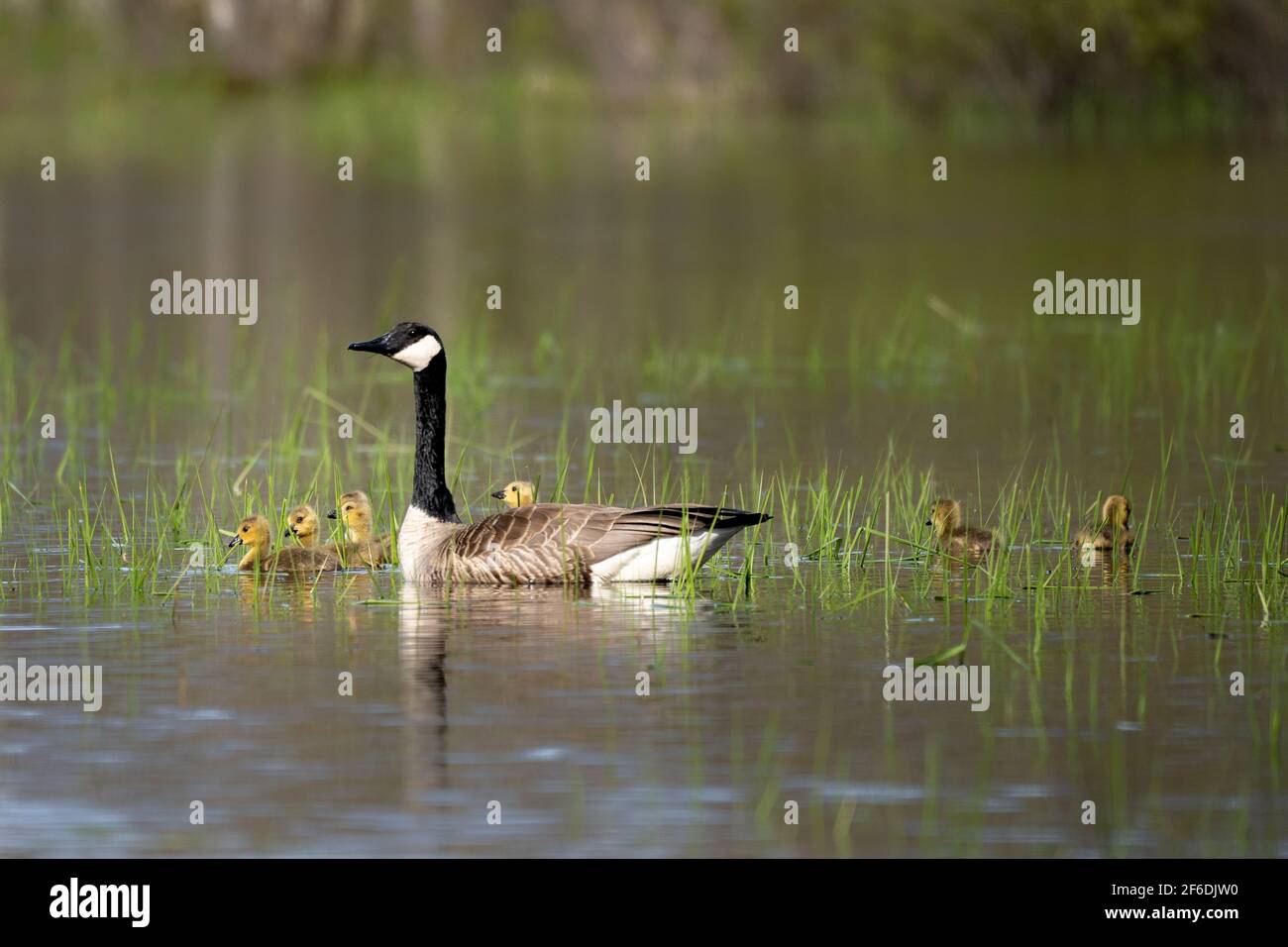 Machen Sie eine Abendtour. Gans und Gander zeigen an einem Frühlingsabend ihre neue Brut rund um den Sumpf auf unserem Grundstück im ländlichen Door County WI. Stockfoto