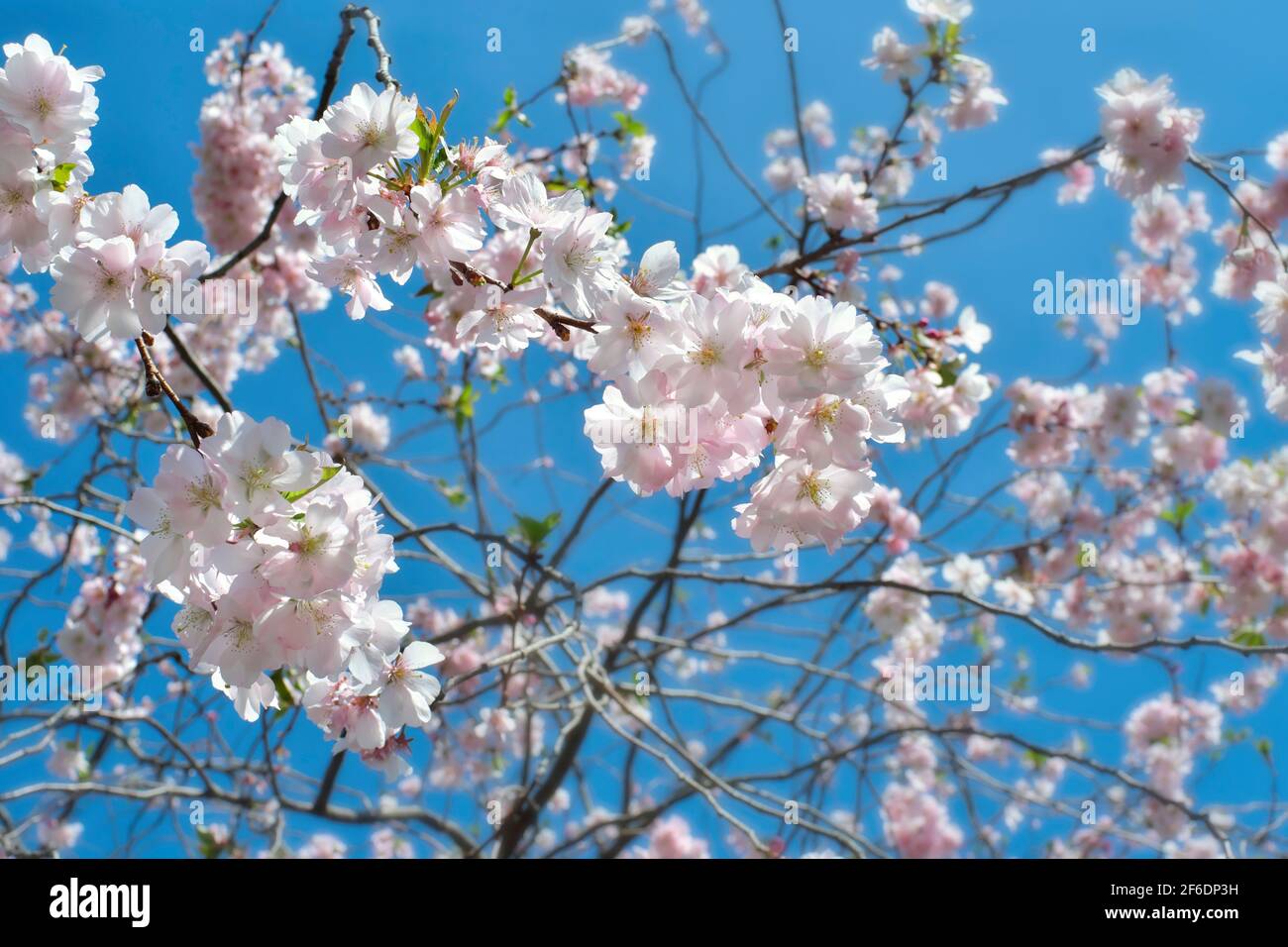 Kirschblüten im Frühling, selektiver Fokus, Frühling und saisonale Natur Stockfoto Kirschblüten im Frühling, selektiver Fokus, Frühling und saisonale Natur Stockfoto