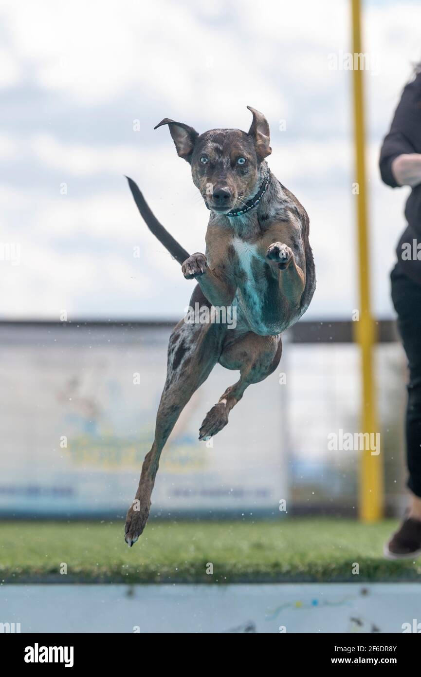 Herding Rasse, Catahoula Hund, in der Luft nach dem Sprung von einem Dock Stockfoto