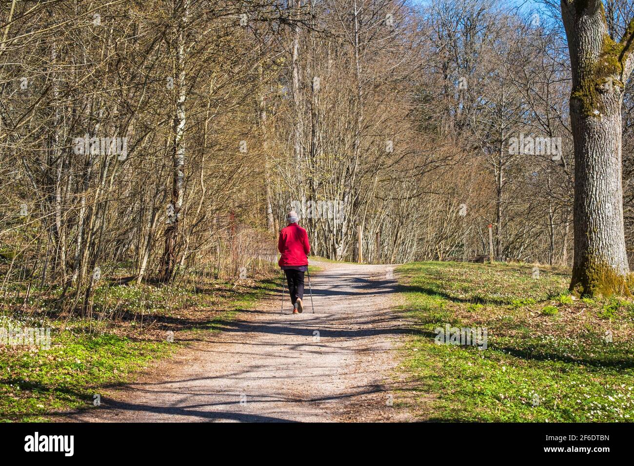 Ältere Frau, die im Frühling auf einem Parkweg geht Sonnenschein Stockfoto