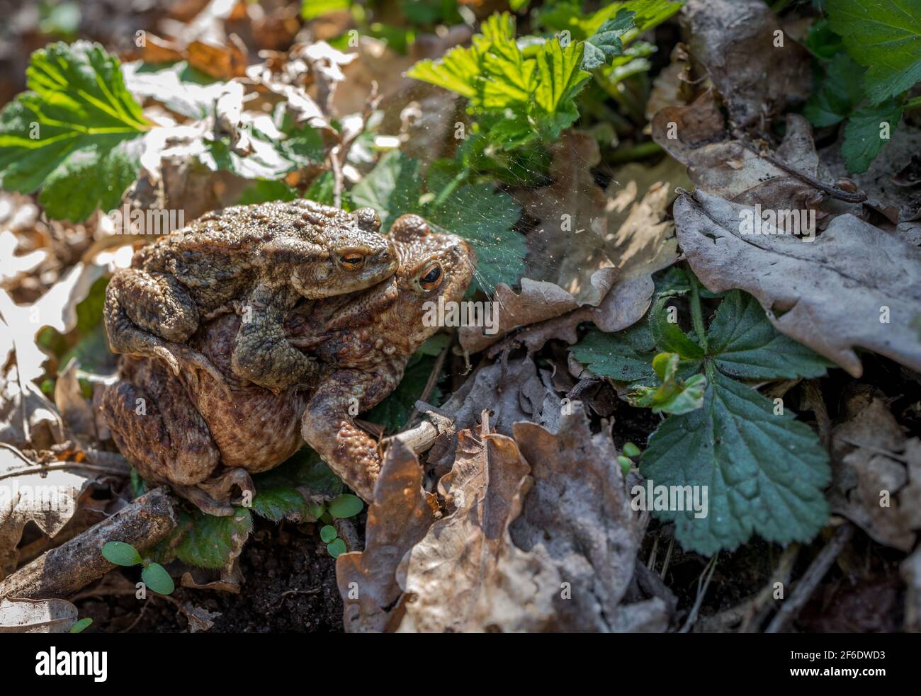 Männliche Kröte, die während der Brutzeit auf dem Rücken einer weiblichen Kröte reitet. Stockfoto