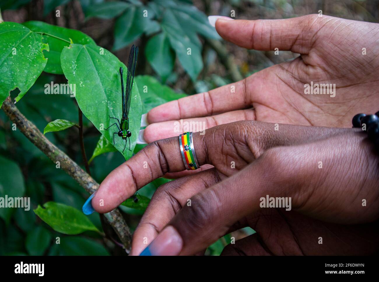 Eine Libelle auf einem Blatt mit zwei Tönen von Händen Schokolade und Karamell, die ausstrecken, um es zu berühren. Stockfoto