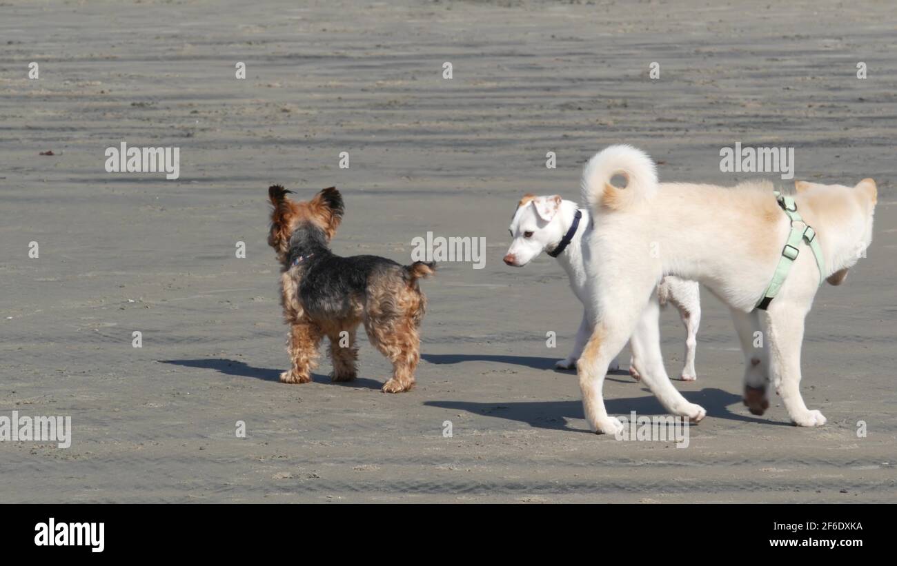 Del Mar, California USA - 23. Jan 2020: Hundefreundlicher Strand. Haustiere spielen in der Nähe des Ozeans Wasser, Wellen. Spielerisch aktiver Welpe. Ort, wo viele Besitzer tra Stockfoto