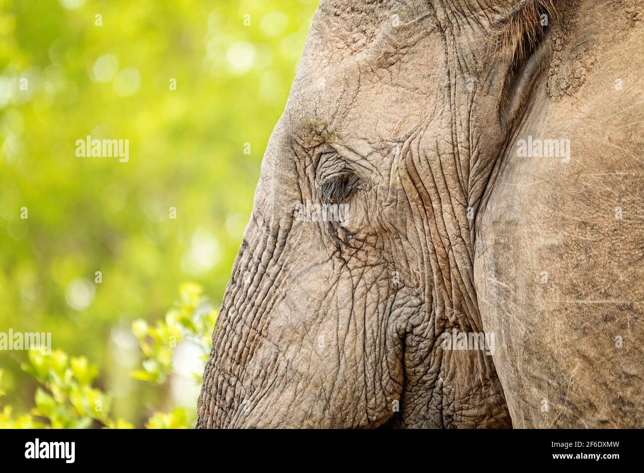 Elephant Eye Stockfoto