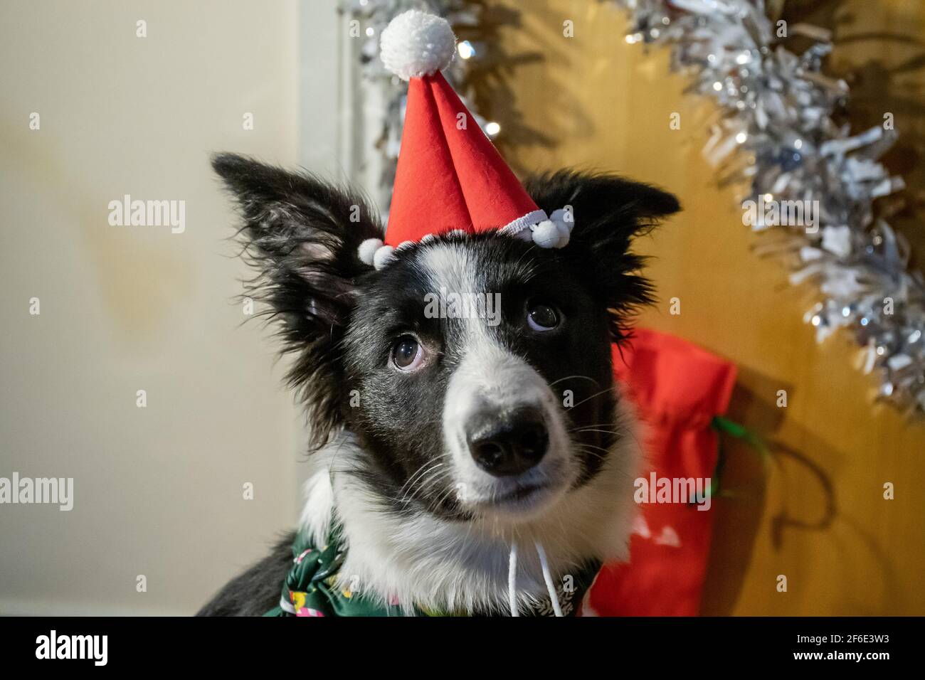 Ein Border Collie Welpe trägt zu Hause während der Weihnachtsferien einen Weihnachtsmütze. Stockfoto
