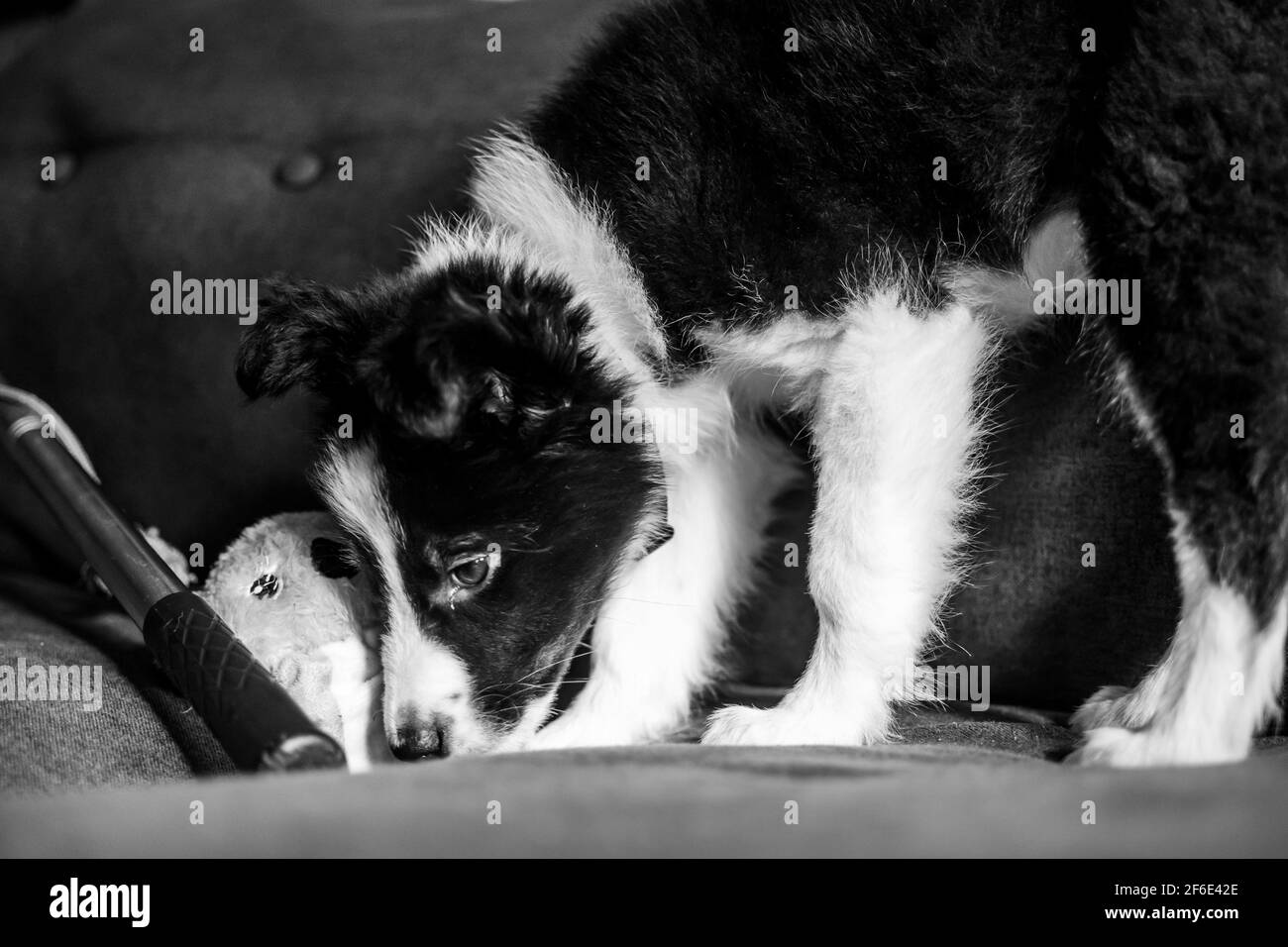 Eine Schwarz-Weiß-Aufnahme einer niedlichen jungen Borte collie Welpe riecht neue Düfte auf einem Spielzeug, wie sie Erkundet ihr neues Zuhause Stockfoto