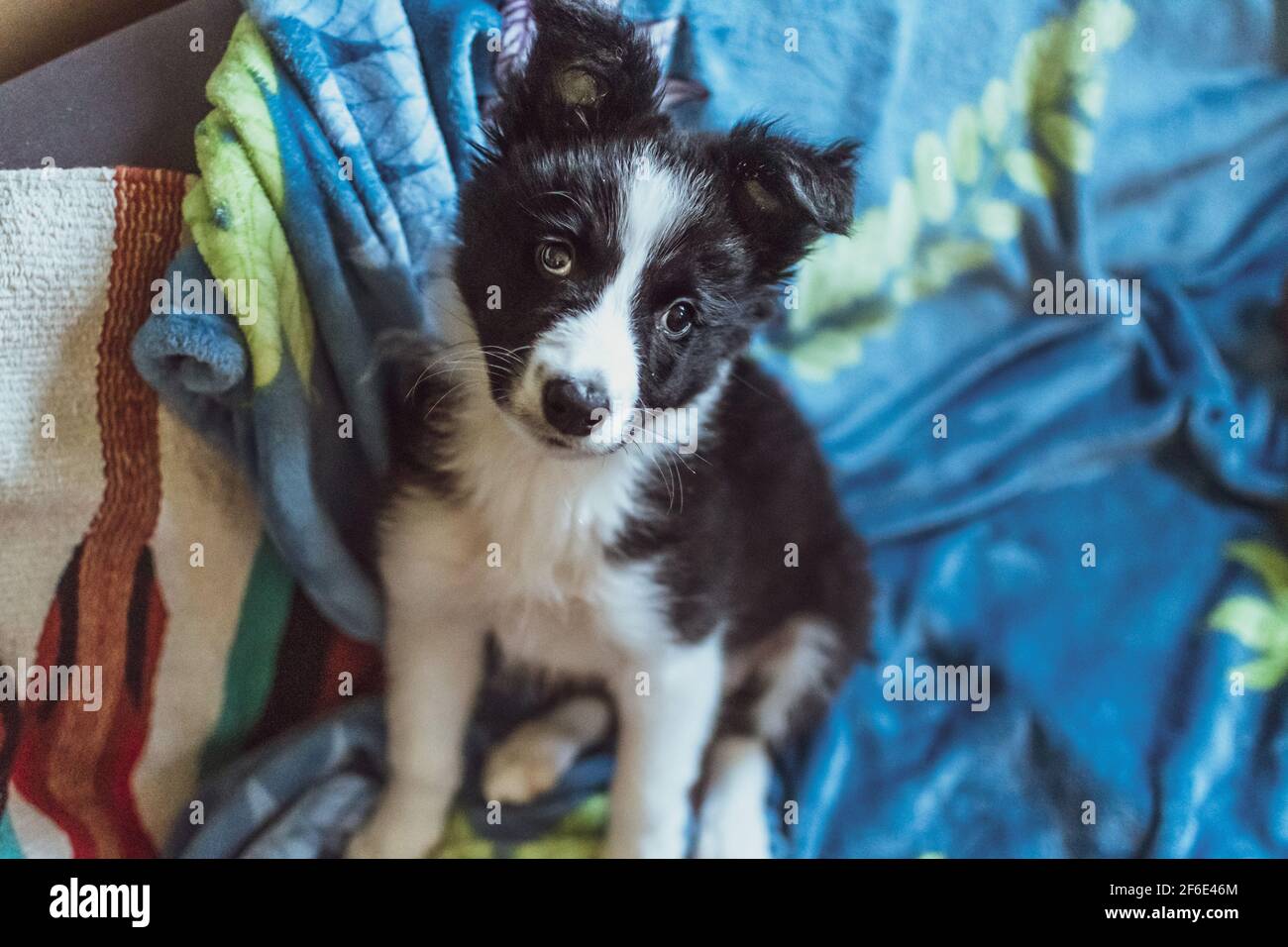 Ein süßer und flauschiger junger Border Collie Welpe sitzt auf Eine Decke, die auf die Kamera schaut Stockfoto