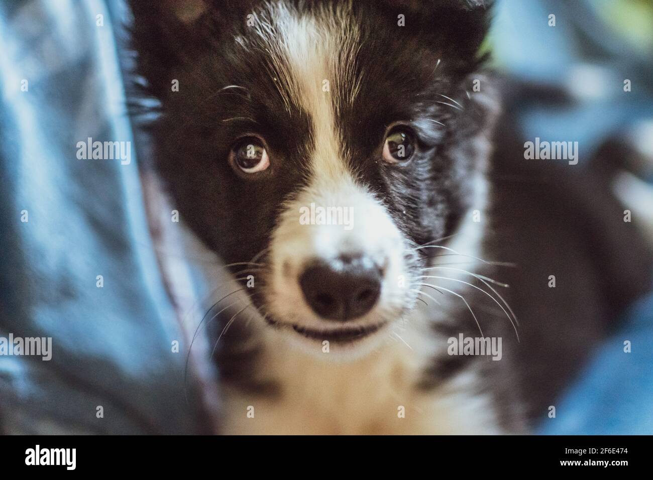 Eine Nahaufnahme des Gesichts eines sehr jungen schwarz-weißen Collie-Welpen, der während des Lockdown zu Hause auf die Kamera starrt. Stockfoto