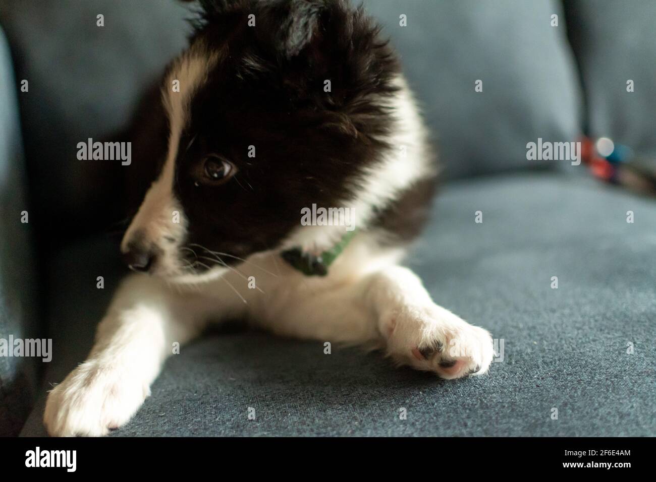Collie Hautnah Stockfotos und bilder Kaufen Alamy