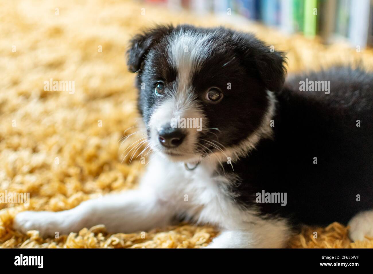 Ein süßer junger, schwarz-weißer Border-Collie-Junge, der auf einem gelben Teppich liegt, während er sich zu Hause ausruhte. Stockfoto