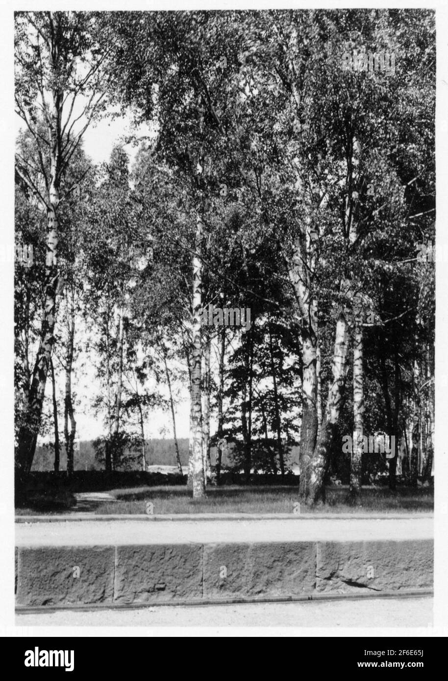 Pori. Birken im Bahnpark. Stockfoto Pori. Birken im Bahnpark. Stockfoto
