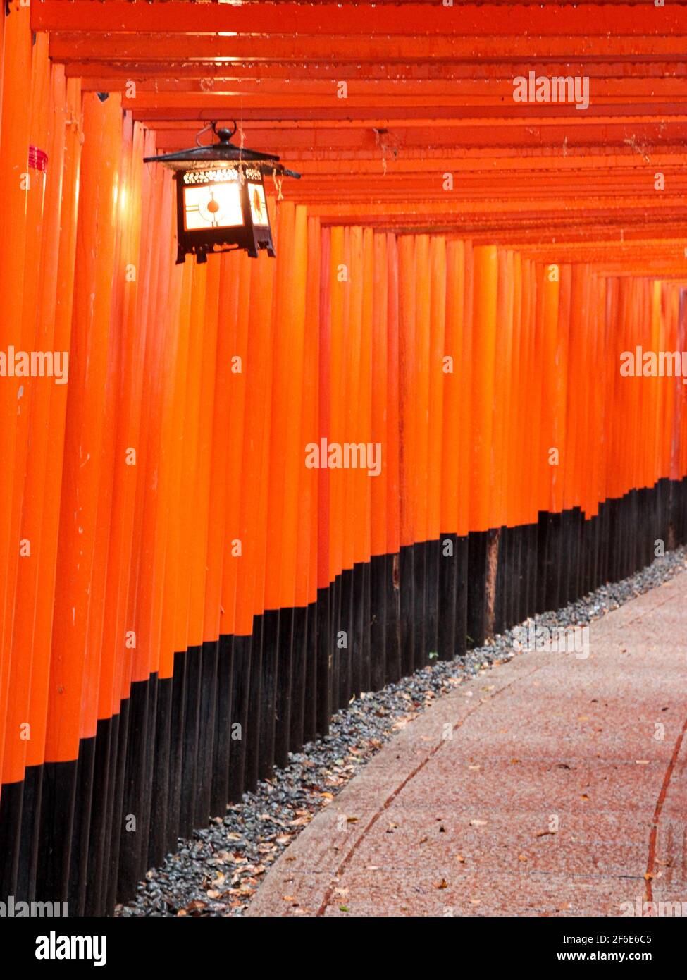 Ein Blick durch den Tunnel aus roten Holz-Torii-Toren mit einer hängenden Laterne am Fushimi Inari Shinto-Schrein in der Nähe von Kyoto, Japan. Stockfoto