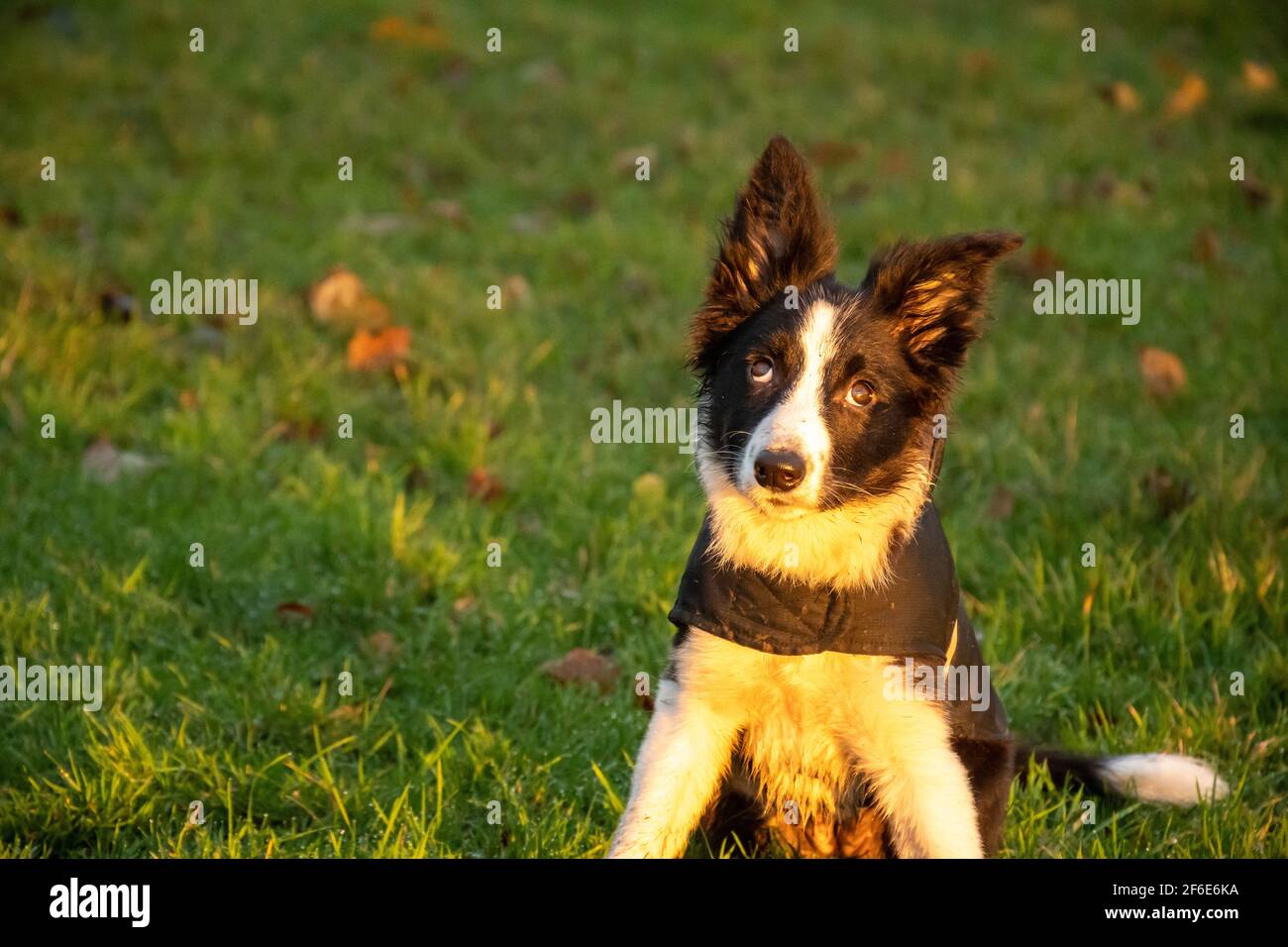 Ein süßer junger schwarz-weißer Border Collie Welpe sitzt Draußen auf dem Rasen und auf die Kamera im schauen Morgensonne bei Sonnenaufgang im Spätherbst Stockfoto