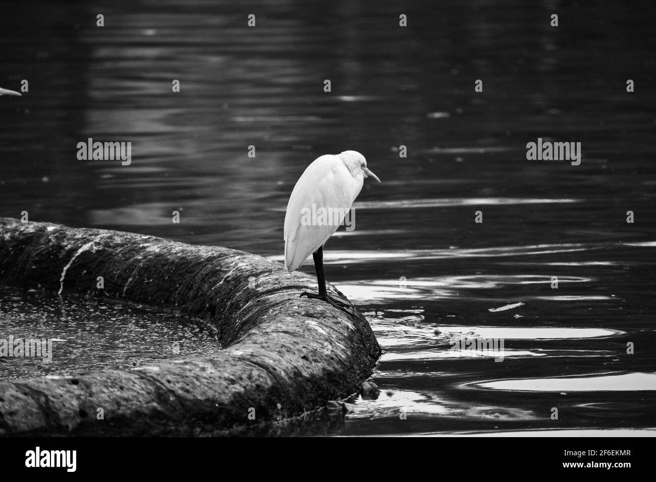 Weißer Kranich-Vogel, der auf Felsen steht und auf das Wasser schaut Stockfoto