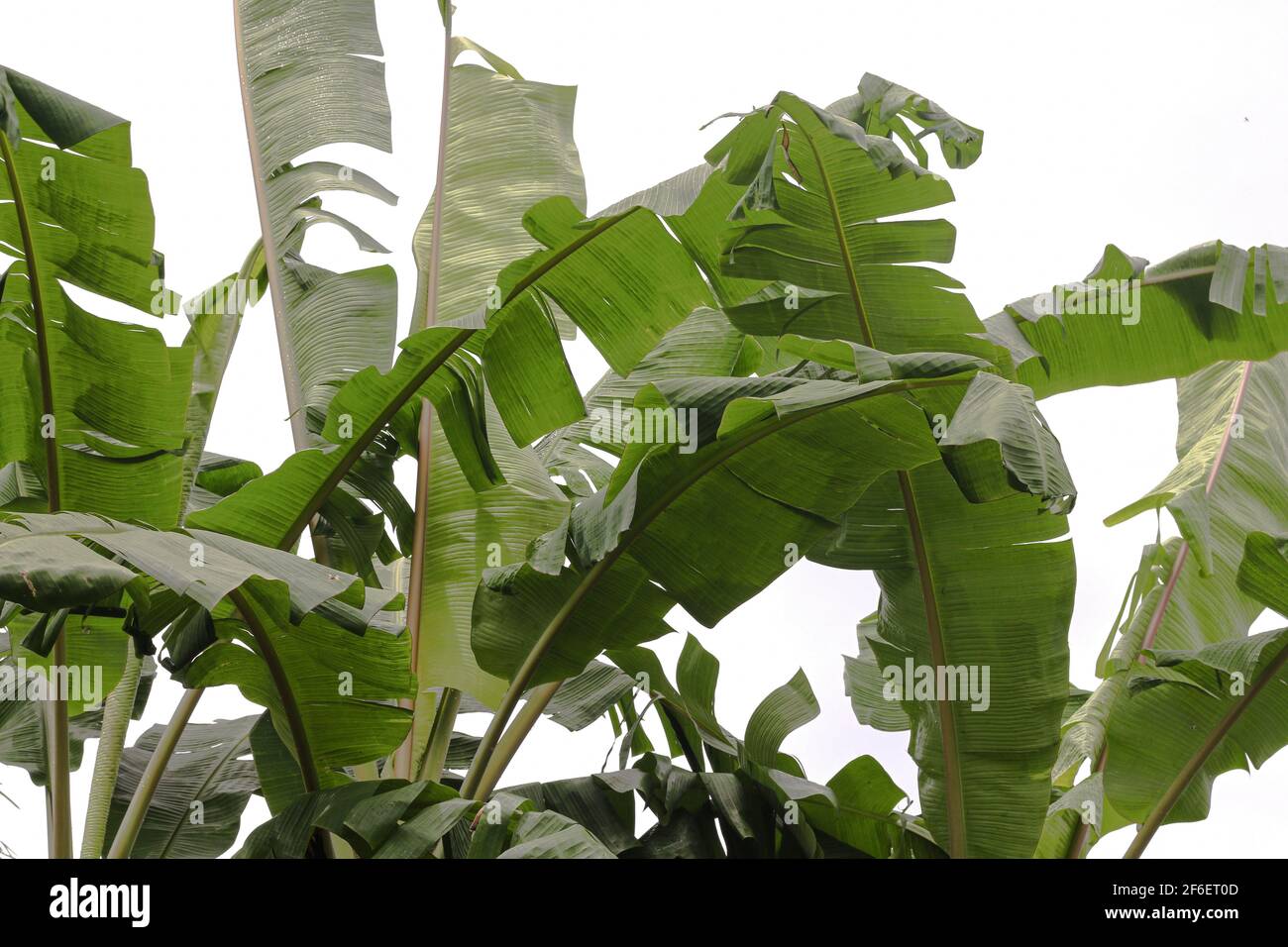 Große grüne Bananenblätter von exotischen Palmen auf weißem Hintergrund, Gruppe von Bananenblättern. Stockfoto