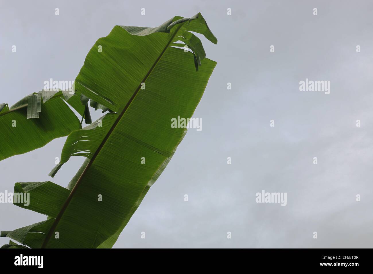 Große grüne Bananenblätter exotischer Palmen auf Himmelshintergrund. Stockfoto