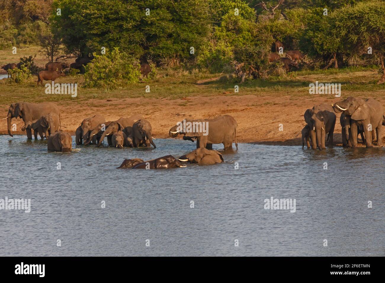 Afrikanischer Elefant Loxodonta africana und Cape Buffalo Syncerus Kaffer bei Das Wasser 13662 Stockfoto