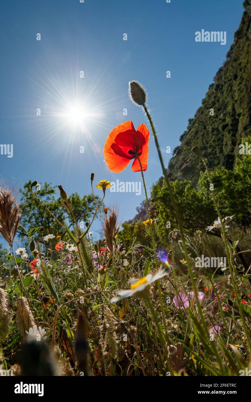 Die helle Sonne leuchtet einen roten Mohn gegen einen Blauer Himmel auf einem Hügel in Velez Malaga Spanien Stockfoto