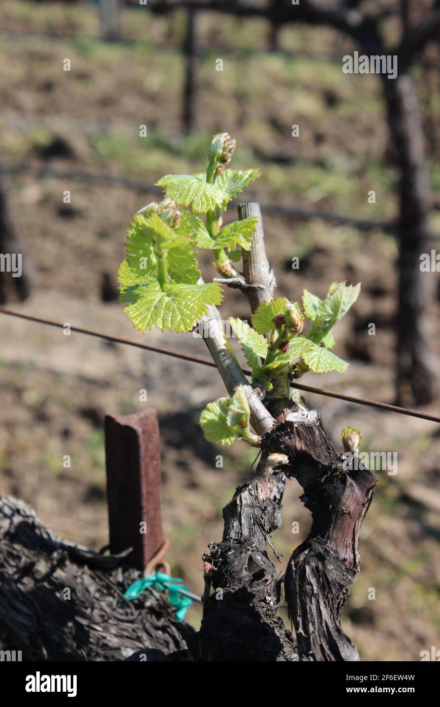 Chardonnay Grapevine Knospen und Triebe, Carneros, Napa, Kalifornien Stockfoto