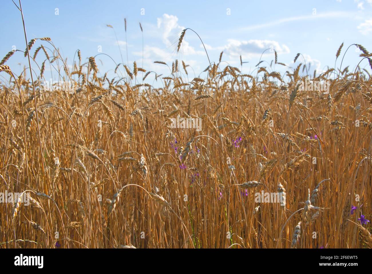 Weizenohren gegen den blauen Himmel an einem heißen Sommerabend. Reife Kulturpflanzen. Landwirtschaftliche Betriebe. Stockfoto