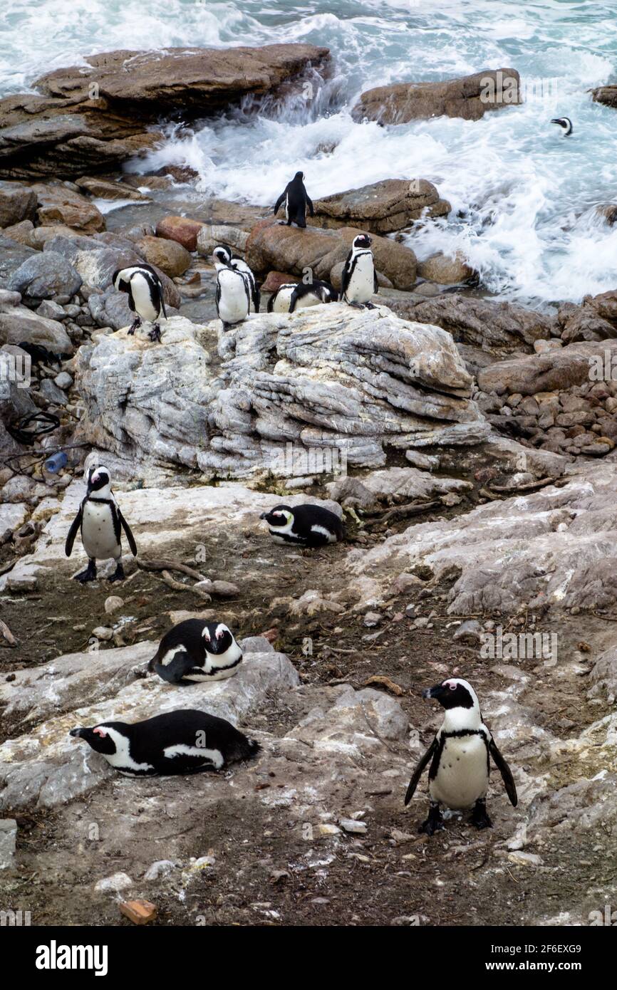 Kolonie afrikanischer Pinguine in der Nähe von Kapstadt Südafrika Stockfoto