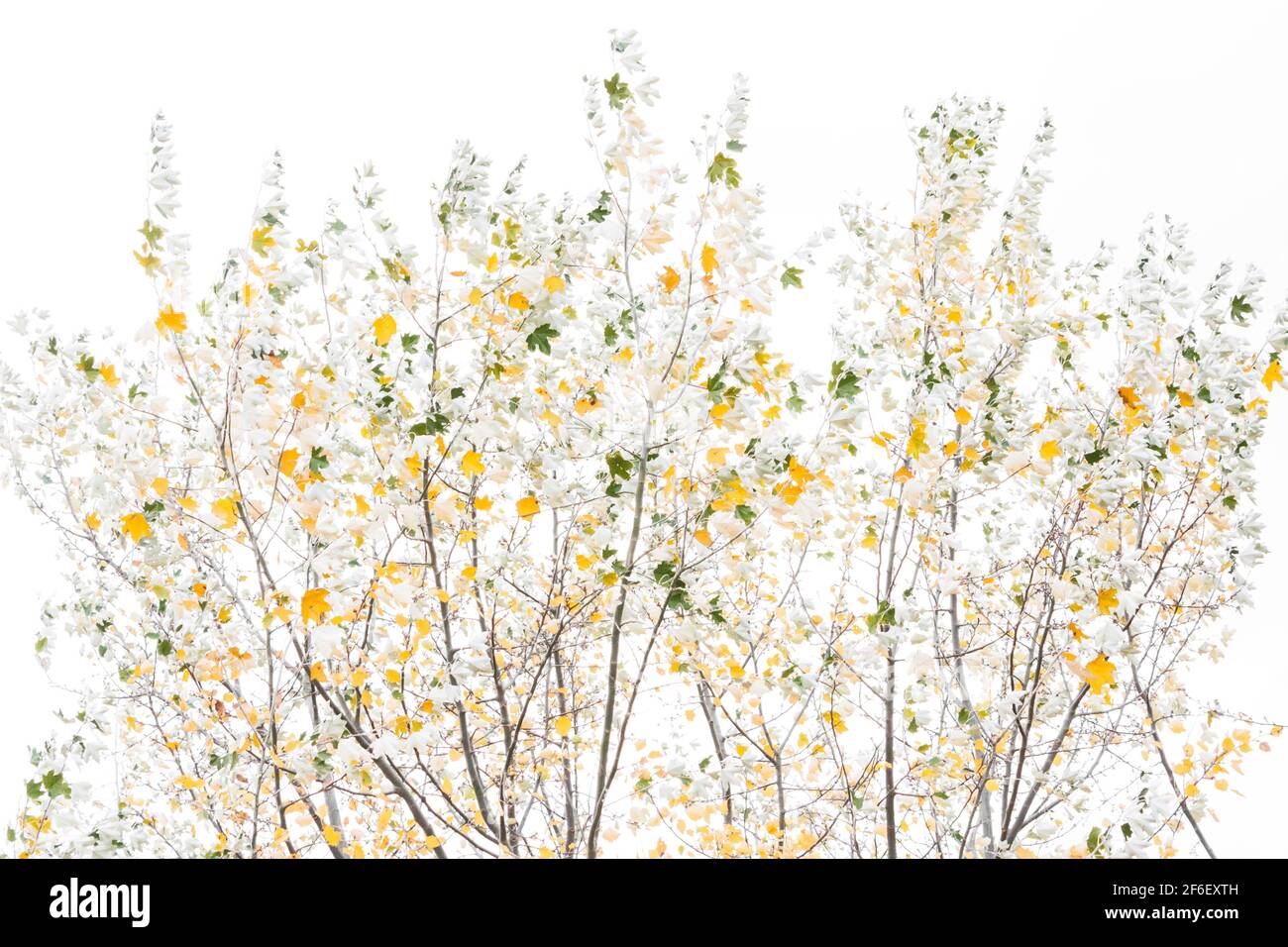 Populus alba, silberne Pappel im Herbst. Erstaunliches silbernes Laub eines Pappelbaums an einem weißen Himmel. Abstraktes Einfangen eines Baumes, hochtakter, dekorativer Look. Stockfoto